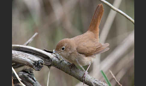 Nachtigall (Luscinia megarhynchos)