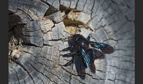 Große Holzbiene (Xylocopa violacea)