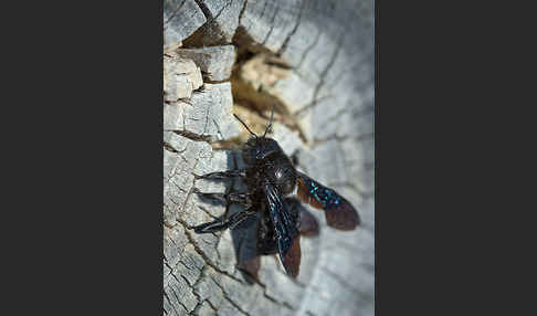 Große Holzbiene (Xylocopa violacea)