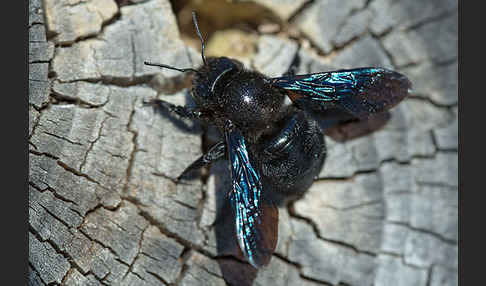 Große Holzbiene (Xylocopa violacea)