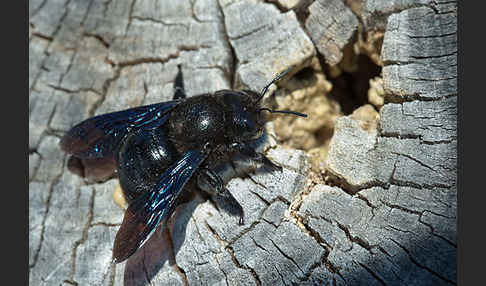 Große Holzbiene (Xylocopa violacea)