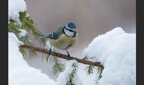 Blaumeise (Parus caeruleus)