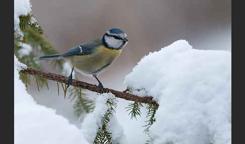 Blaumeise (Parus caeruleus)