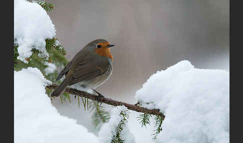 Rotkehlchen (Erithacus rubecula)