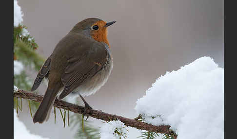 Rotkehlchen (Erithacus rubecula)