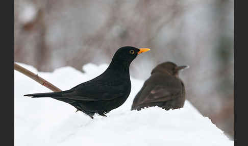 Amsel (Turdus merula)