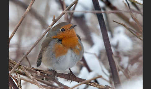 Rotkehlchen (Erithacus rubecula)