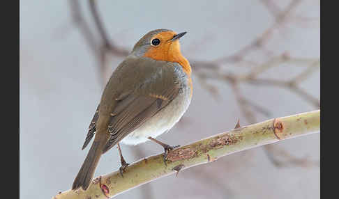 Rotkehlchen (Erithacus rubecula)