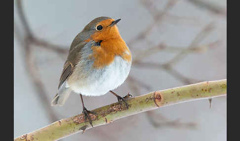 Rotkehlchen (Erithacus rubecula)