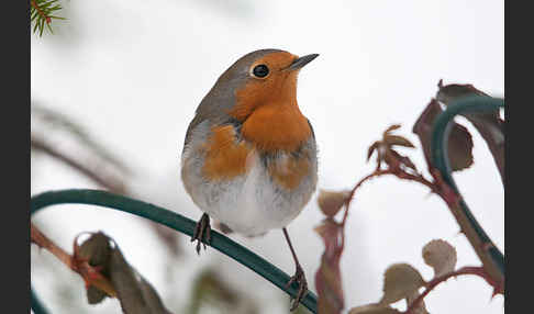 Rotkehlchen (Erithacus rubecula)