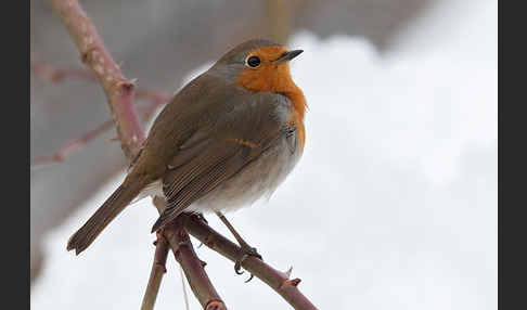 Rotkehlchen (Erithacus rubecula)