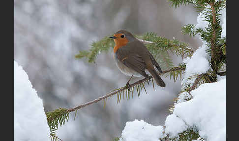 Rotkehlchen (Erithacus rubecula)