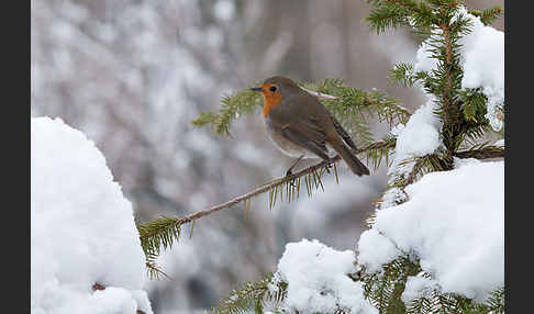 Rotkehlchen (Erithacus rubecula)