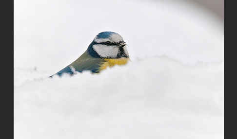 Blaumeise (Parus caeruleus)