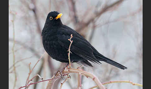 Amsel (Turdus merula)