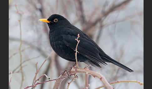 Amsel (Turdus merula)