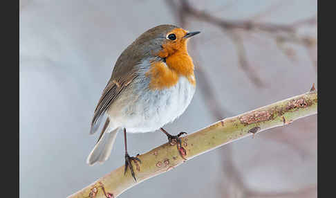 Rotkehlchen (Erithacus rubecula)