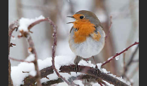 Rotkehlchen (Erithacus rubecula)