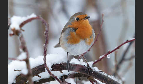 Rotkehlchen (Erithacus rubecula)