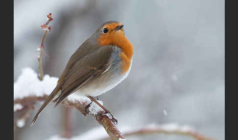 Rotkehlchen (Erithacus rubecula)