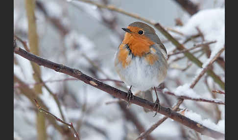 Rotkehlchen (Erithacus rubecula)