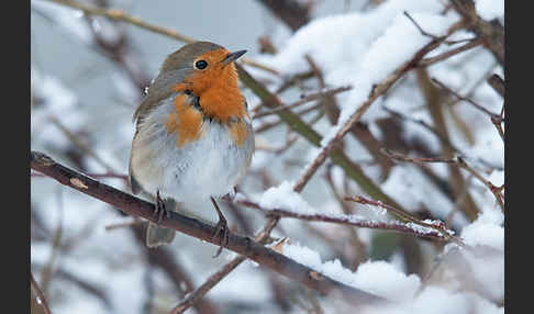 Rotkehlchen (Erithacus rubecula)