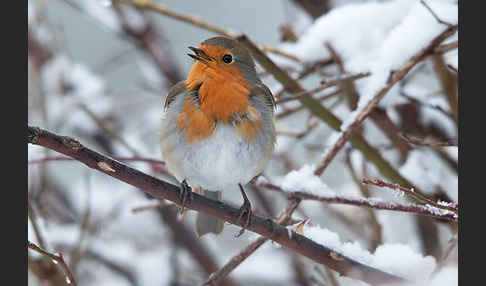 Rotkehlchen (Erithacus rubecula)