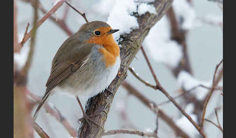 Rotkehlchen (Erithacus rubecula)