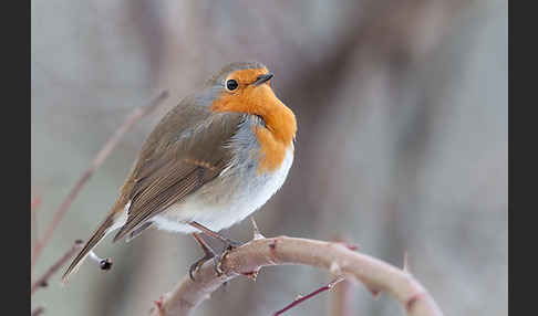 Rotkehlchen (Erithacus rubecula)