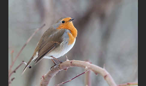 Rotkehlchen (Erithacus rubecula)