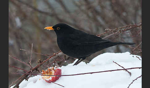 Amsel (Turdus merula)