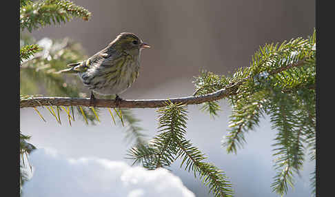 Erlenzeisig (Carduelis spinus)