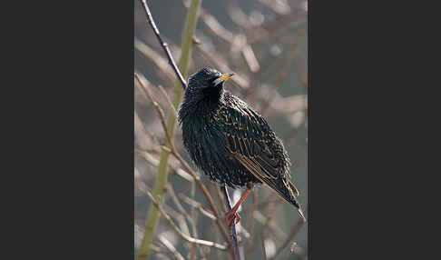 Star (Sturnus vulgaris)