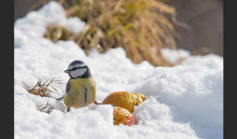 Blaumeise (Parus caeruleus)