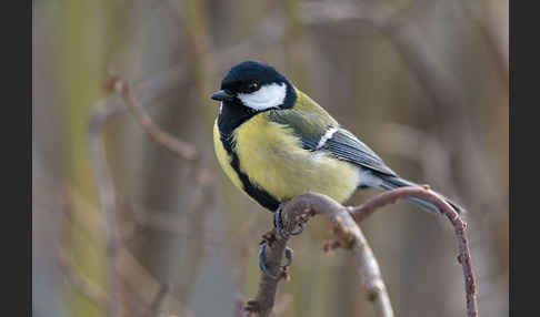 Kohlmeise (Parus major)