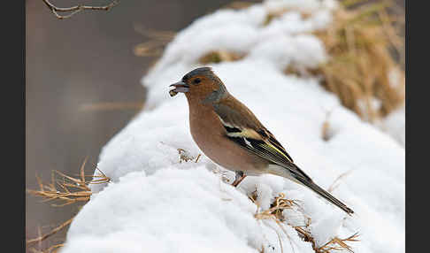 Buchfink (Fringilla coelebs)