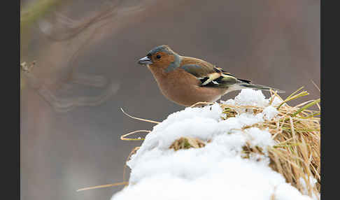 Buchfink (Fringilla coelebs)