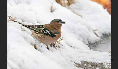 Buchfink (Fringilla coelebs)