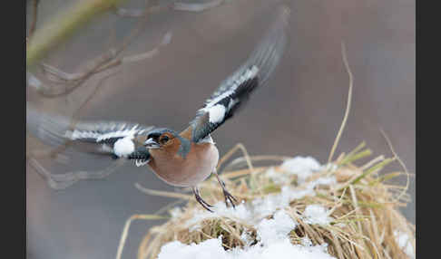 Buchfink (Fringilla coelebs)