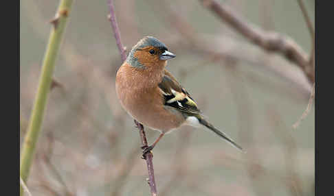 Buchfink (Fringilla coelebs)