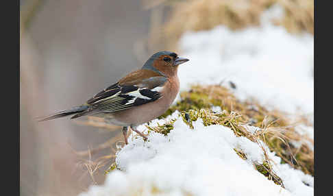 Buchfink (Fringilla coelebs)