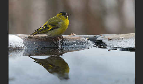 Erlenzeisig (Carduelis spinus)