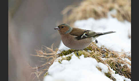 Buchfink (Fringilla coelebs)