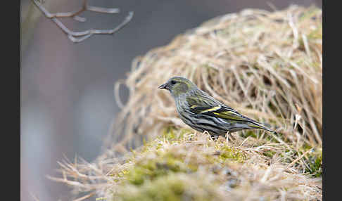 Erlenzeisig (Carduelis spinus)