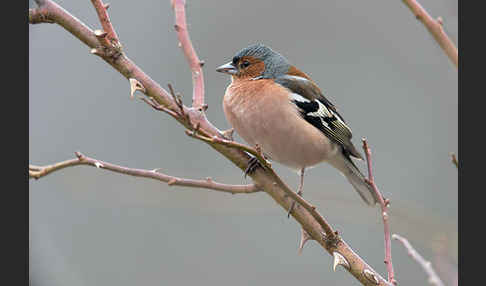 Buchfink (Fringilla coelebs)