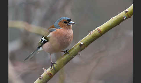 Buchfink (Fringilla coelebs)