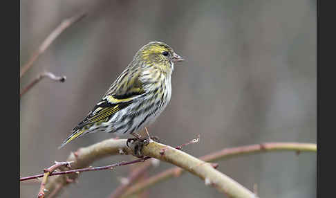 Erlenzeisig (Carduelis spinus)