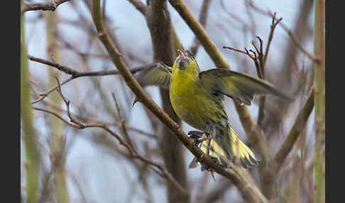 Erlenzeisig (Carduelis spinus)