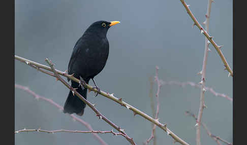 Amsel (Turdus merula)