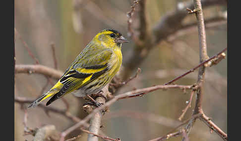 Erlenzeisig (Carduelis spinus)